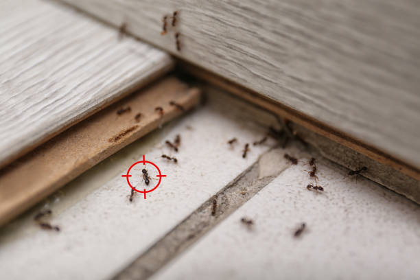 Best Flea Control Services  in North Bellmore, NY