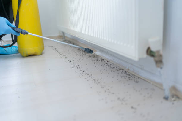 Best Pest Prevention Services  in North Bellmore, NY